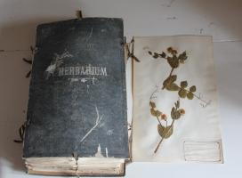 Lempi Jarva (myöh Ihalainen), opettajaseminaarin aikana vuosina 1905-1906 Hirvensalmella keräämä herbarium.