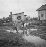 5. Suojärveltä lähtöisin oleva emäntä Akuliina Jehkonen lampaiden kera pihassa, 1954 (Pekka Kyytisen kokoelma, Kansatieteen kuvakokoelma, Museovirasto)